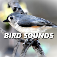 Bird Sounds - Inviting Bird Sounds загрузить