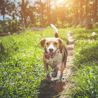 Gold-Tiger - Funny Polka загрузить