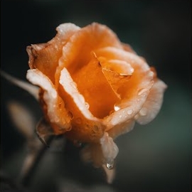 Joshua Kyan Aalampour - Lost In Reverie загрузить