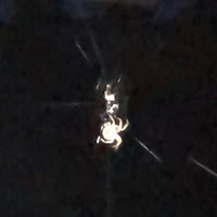 Juno - Insomnia (Feat. Avit) загрузить