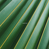 Liam Thomas - Supernova загрузить