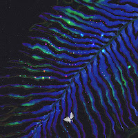 Rapossa - Caravan загрузить