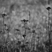 Signals Feed The Void - Сонце загрузить