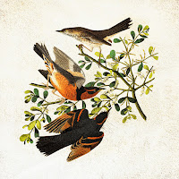 Steven Beddall - Lotus Dream загрузить