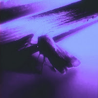 Viliam Lane - Hive загрузить